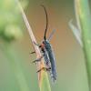 Phytoecia icterica